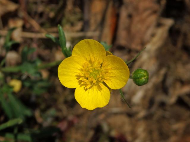 Pryskyřník prudký (Ranunculus acris L.) - čtyřčetný květ (3)