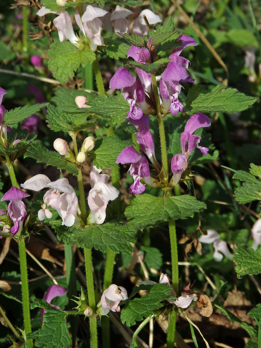 Hluchavka skvrnitá (Lamium maculatum L.) se světle růžovými květy (1a)