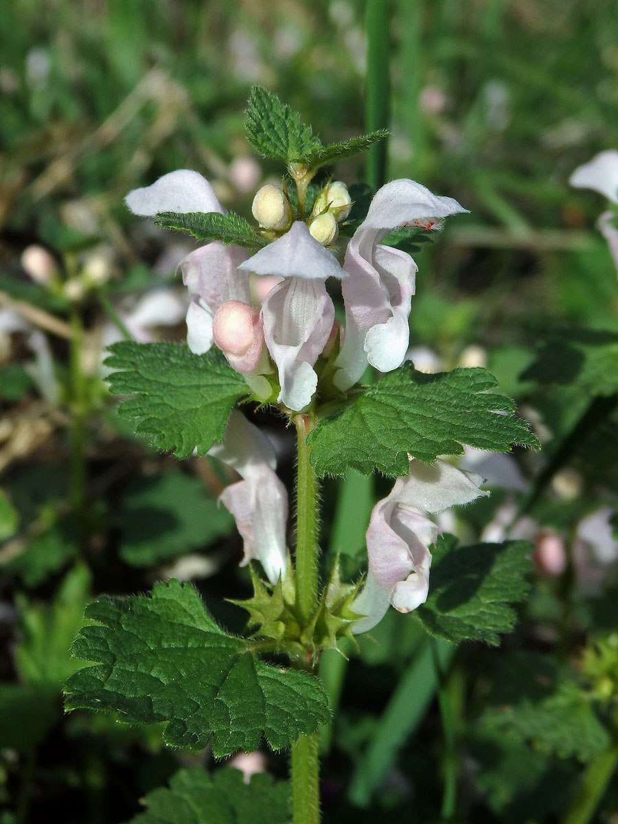 Hluchavka skvrnitá (Lamium maculatum L.) se světle růžovými květy (1b)