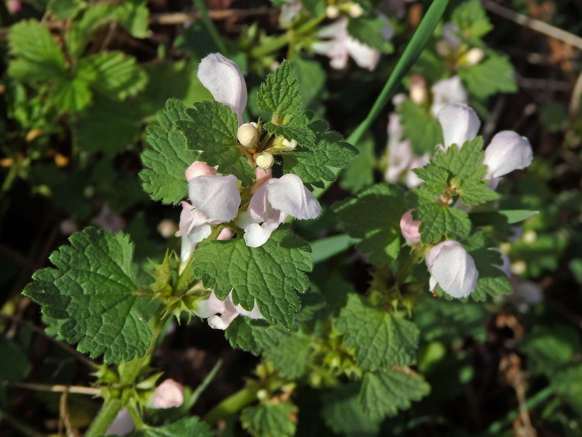 Hluchavka skvrnitá (Lamium maculatum L.) se světle růžovými květy (1c)