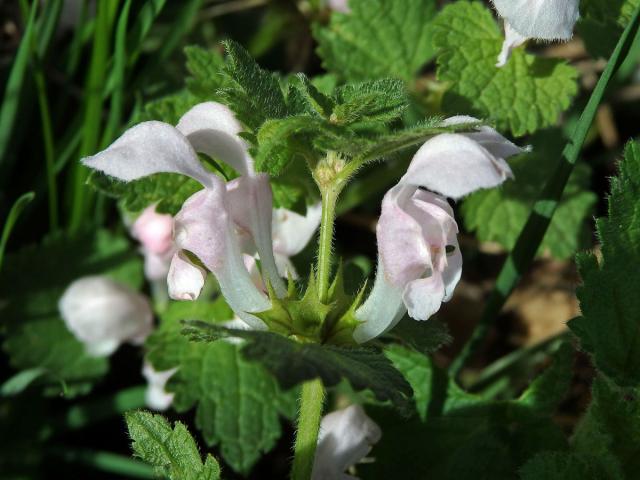 Hluchavka skvrnitá (Lamium maculatum L.) se světle růžovými květy (1e)