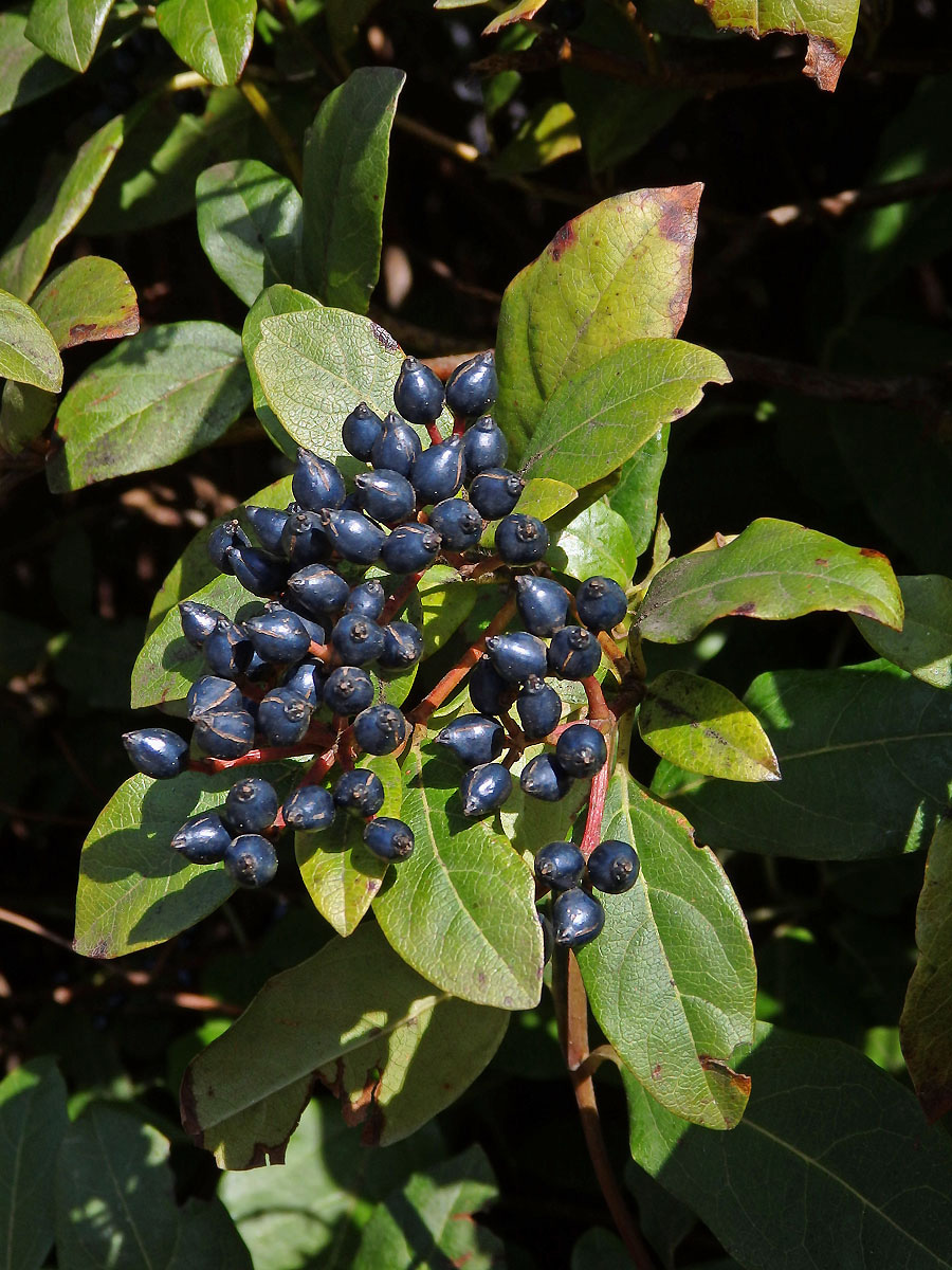 Kalina modroplodá (Viburnum tinus L.)