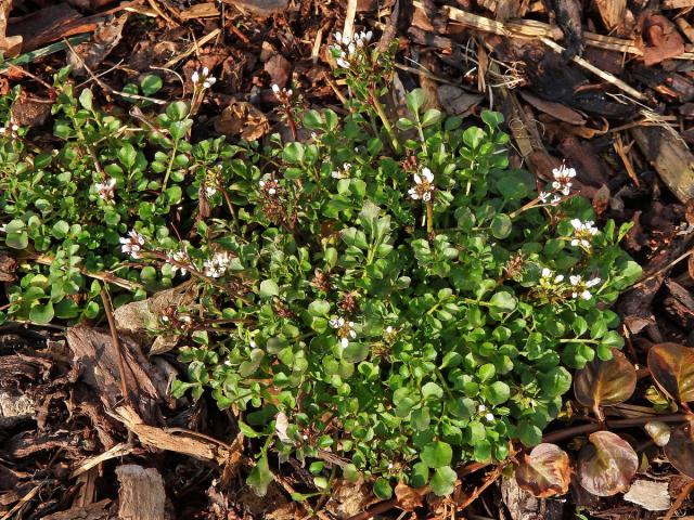 Řeřišnice srstnatá (Cardamine hirsuta L.)