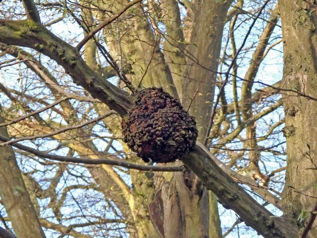 Nádor na habru obecném (Carpinus betulus L.) (17d)