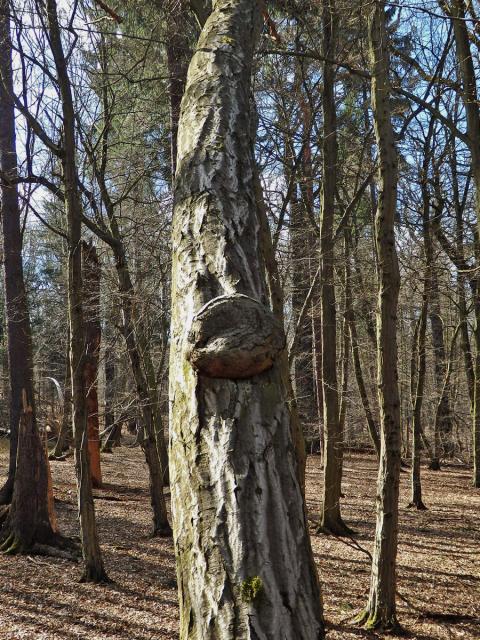 Nádor na habru obecném (Carpinus betulus L.) (22a)