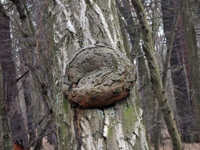 Nádor na habru obecném (Carpinus betulus L.) (22b)