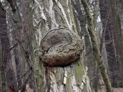 Nádor na habru obecném (Carpinus betulus L.) (22b)