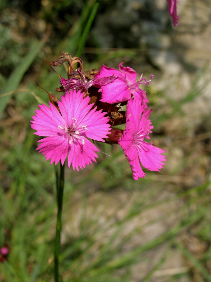 Hvozdík kartouzek (Dianthus carthusianorum L.)