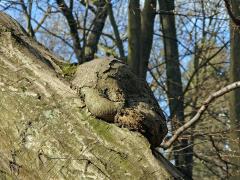 Nádor na habru obecném (Carpinus betulus L.) (22c)