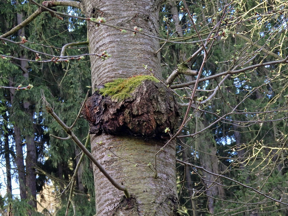 Třešeň ptačí (Prunus avium (L.) L.) (28a) s nádorem na kmeni