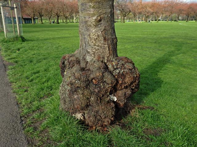 Sakura ozdobná (Prunus serrulata Lindl) (29b) s nádorem na kmeni