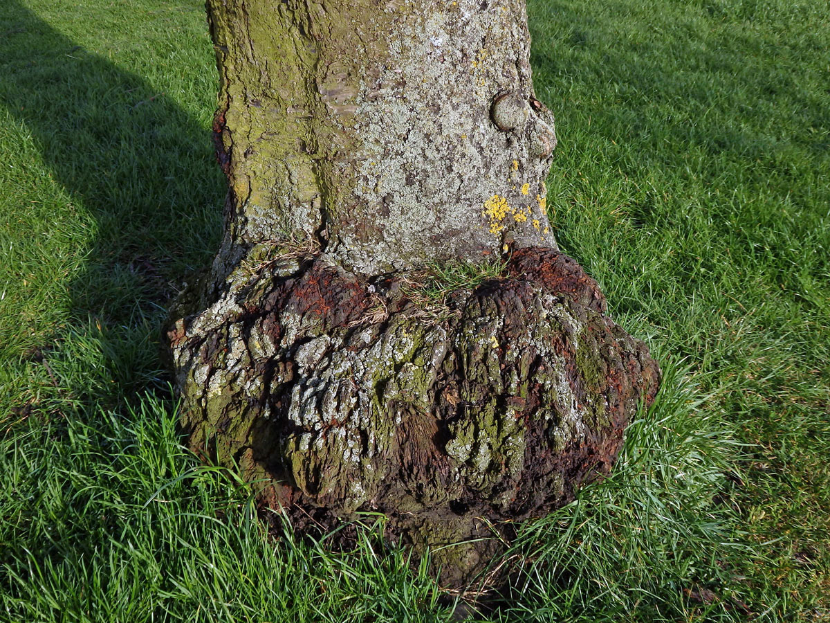 Sakura ozdobná (Prunus serrulata Lindl) (30) s nádorem na kmeni