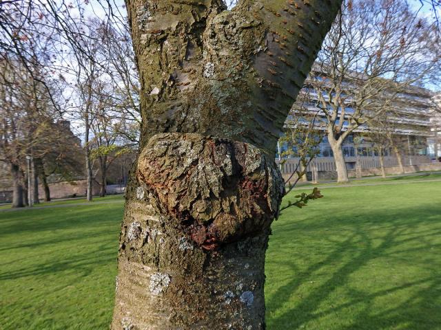 Sakura ozdobná (Prunus serrulata Lindl) (31a) s nádorem na kmeni