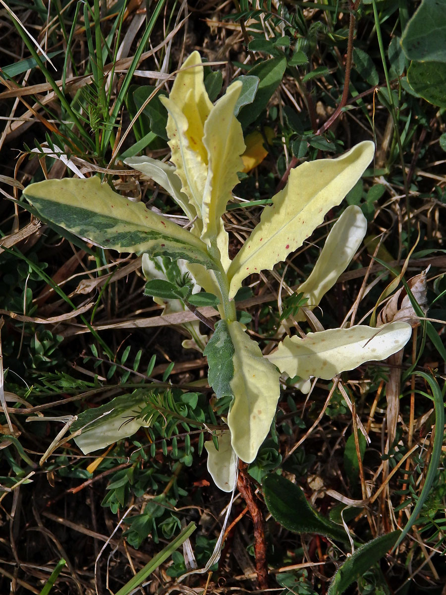 Vesnovka obecná (Cardaria draba (L.) Desv.) s poruchou tvorby chlorofylu (1a)