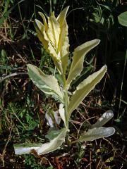 Vesnovka obecná (Cardaria draba (L.) Desv.) s poruchou tvorby chlorofylu (1b)