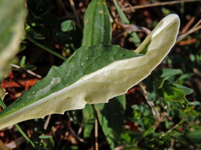 Vesnovka obecná (Cardaria draba (L.) Desv.) s poruchou tvorby chlorofylu (1d)