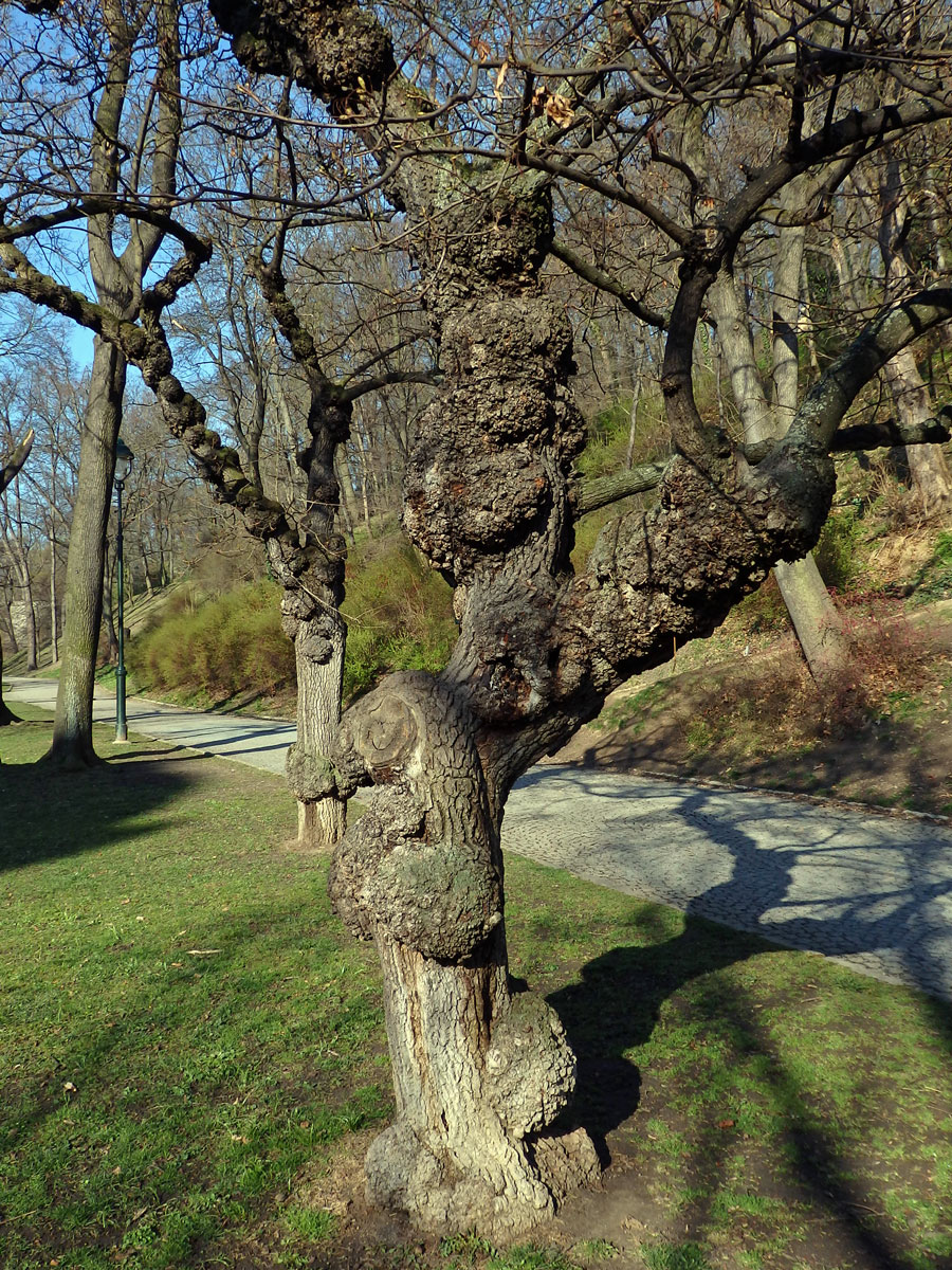 Javor mléč (Acer platanoides L.) s nádory na kmeni (37g)