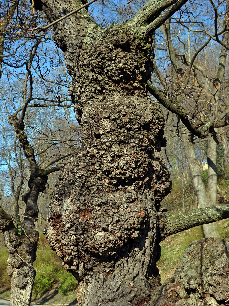 Javor mléč (Acer platanoides L.) s nádory na kmeni (37h)