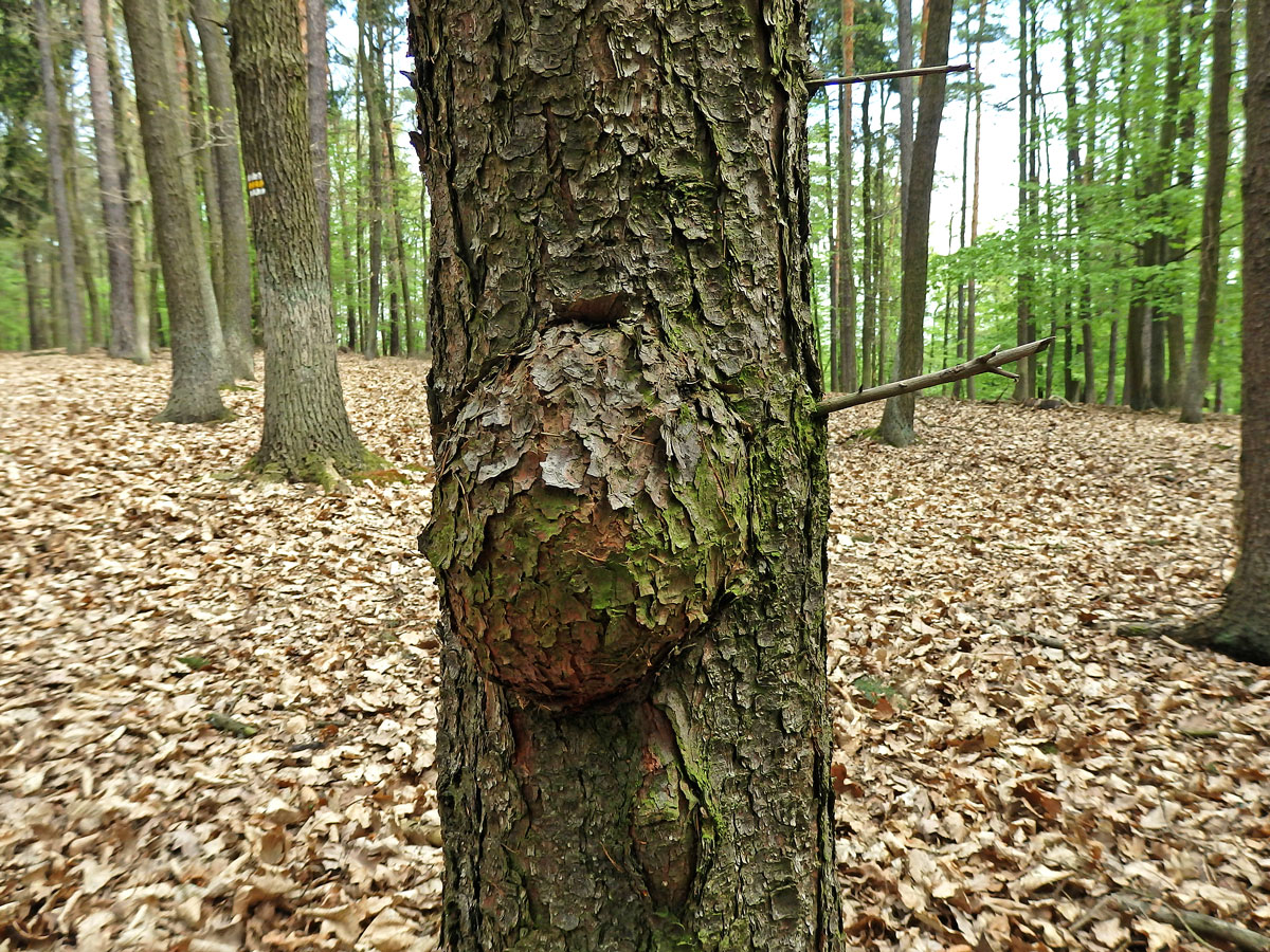 Smrk ztepilý (Picea abies (L.) Karsten) (10) s nádorem na kmeni