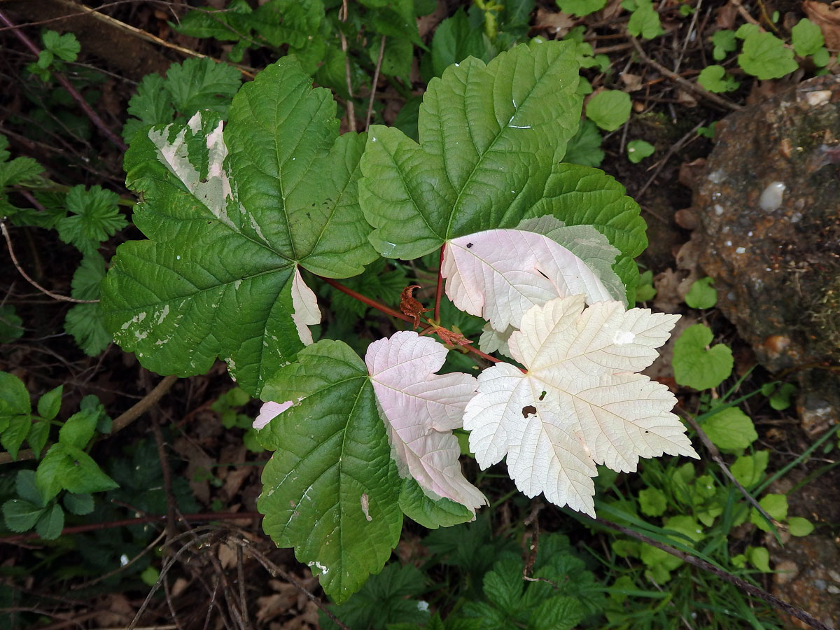 Chybění chlorofylu javoru klenu (Acer pseudoplatanus L.) (1a)