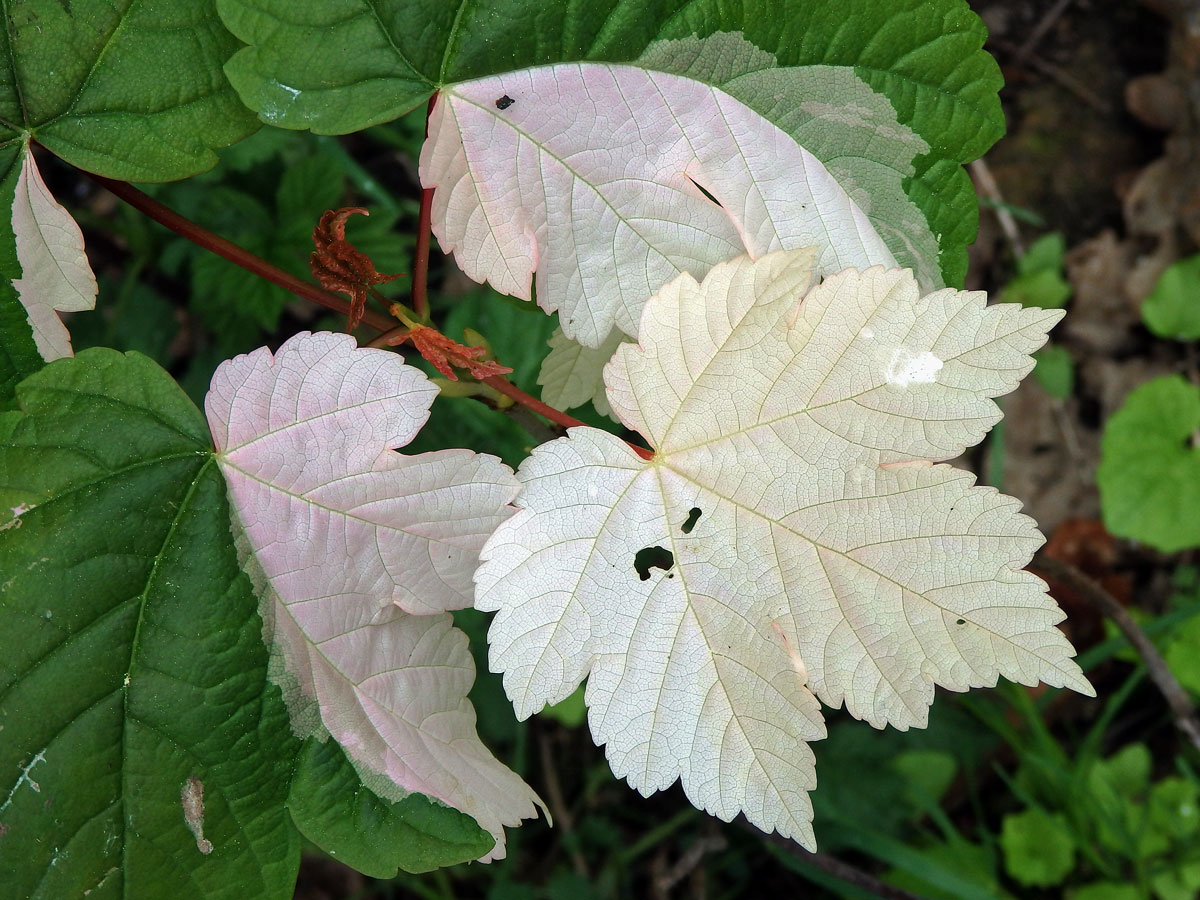 Chybění chlorofylu javoru klenu (Acer pseudoplatanus L.) (1b)