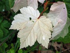 Chybění chlorofylu javoru klenu (Acer pseudoplatanus L.) (1c)