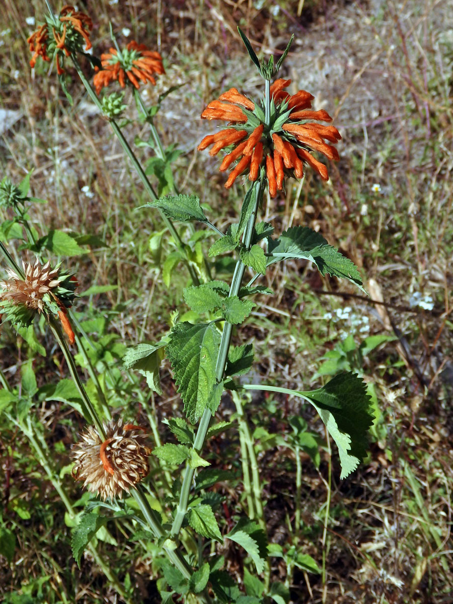 Ivoušek (Leonotis nepetifolia (L.) R. Br. ex Ait. f.)