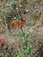 Ivoušek (Leonotis nepetifolia (L.) R. Br. ex Ait. f.)