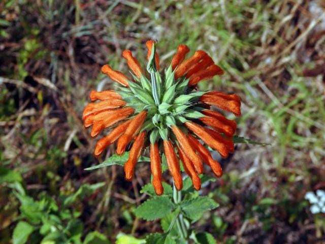 Ivoušek (Leonotis nepetifolia (L.) R. Br. ex Ait. f.)