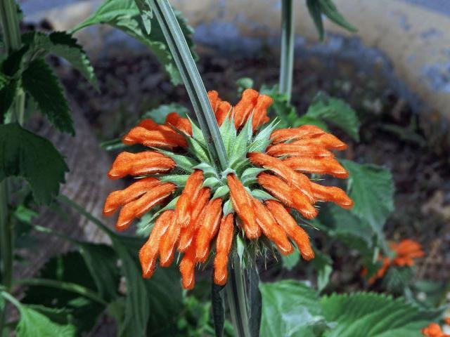 Ivoušek (Leonotis nepetifolia (L.) R. Br. ex Ait. f.)