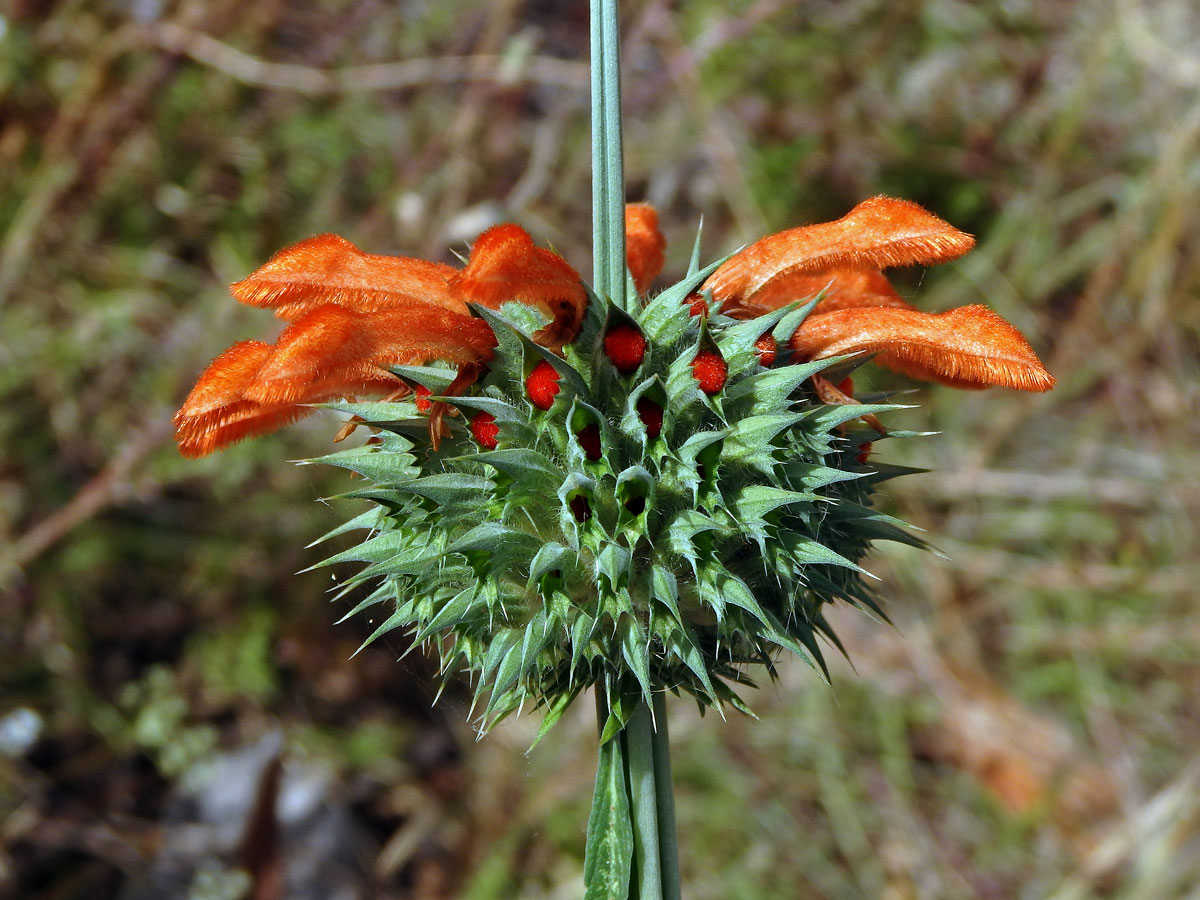 Ivoušek (Leonotis nepetifolia (L.) R. Br. ex Ait. f.)