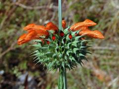 Ivoušek (Leonotis nepetifolia (L.) R. Br. ex Ait. f.)