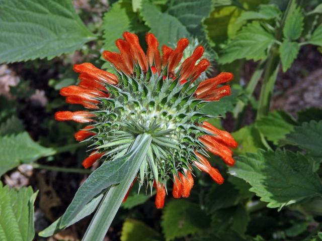 Ivoušek (Leonotis nepetifolia (L.) R. Br. ex Ait. f.)