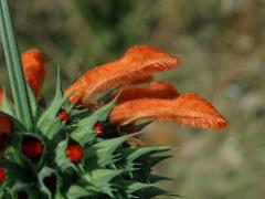 Ivoušek (Leonotis nepetifolia (L.) R. Br. ex Ait. f.)