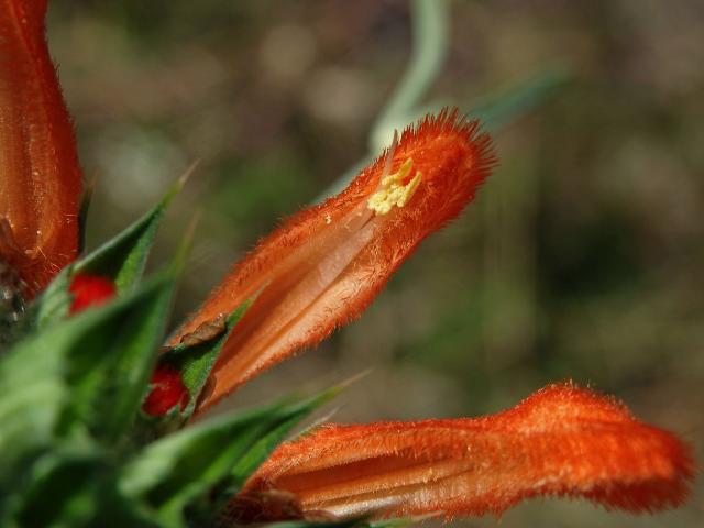 Ivoušek (Leonotis nepetifolia (L.) R. Br. ex Ait. f.)