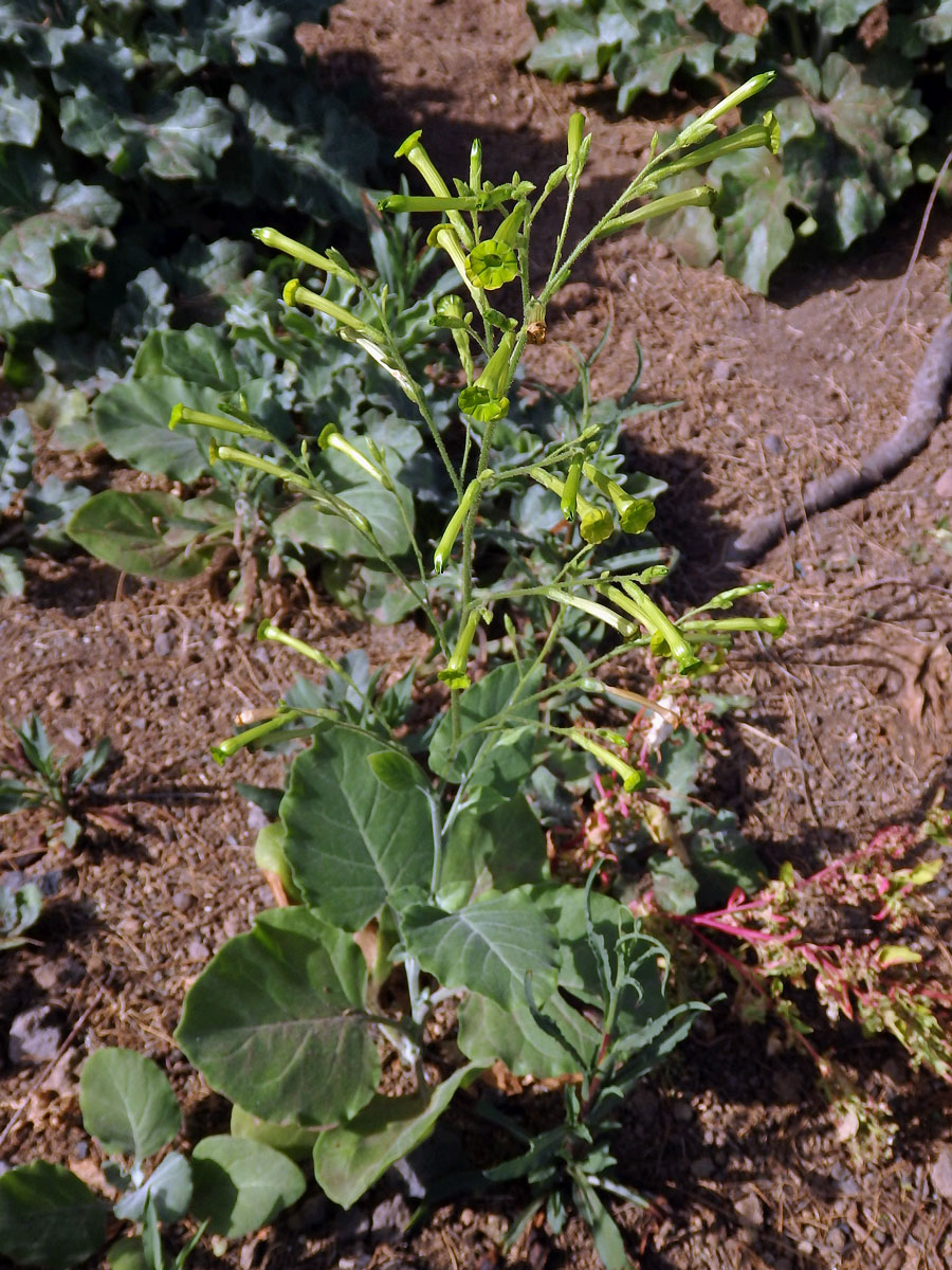 Tabák latnatý (Nicotiana paniculata L.)