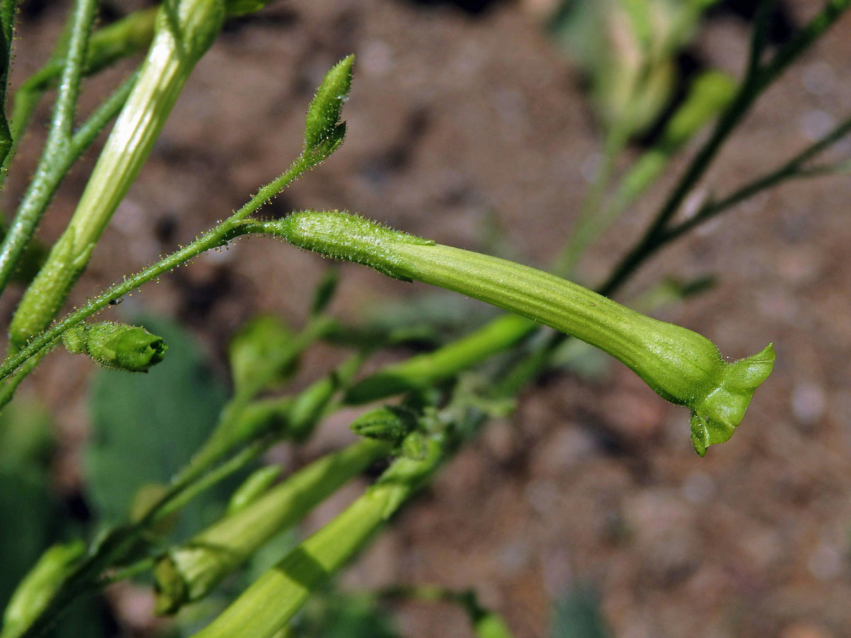 Tabák latnatý (Nicotiana paniculata L.)