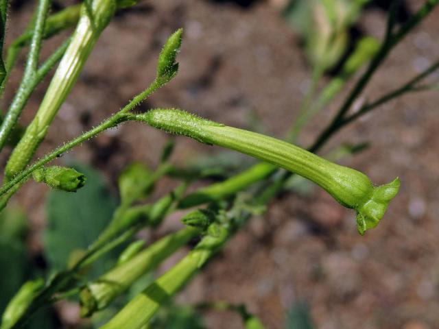 Tabák latnatý (Nicotiana paniculata L.)