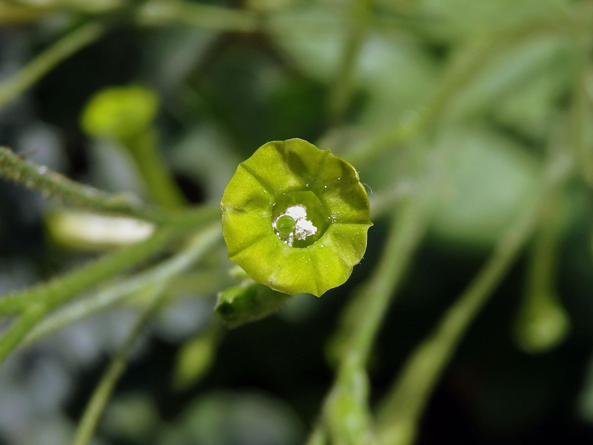 Tabák latnatý (Nicotiana paniculata L.)