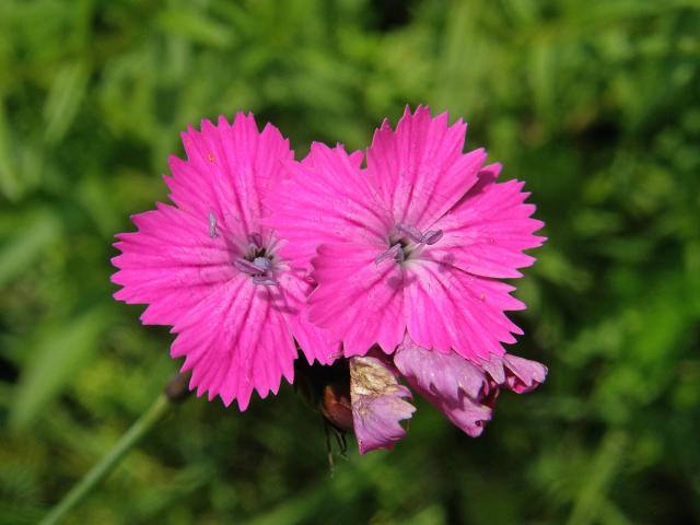 Hvozdík kartouzek (Dianthus carthusianorum L.)