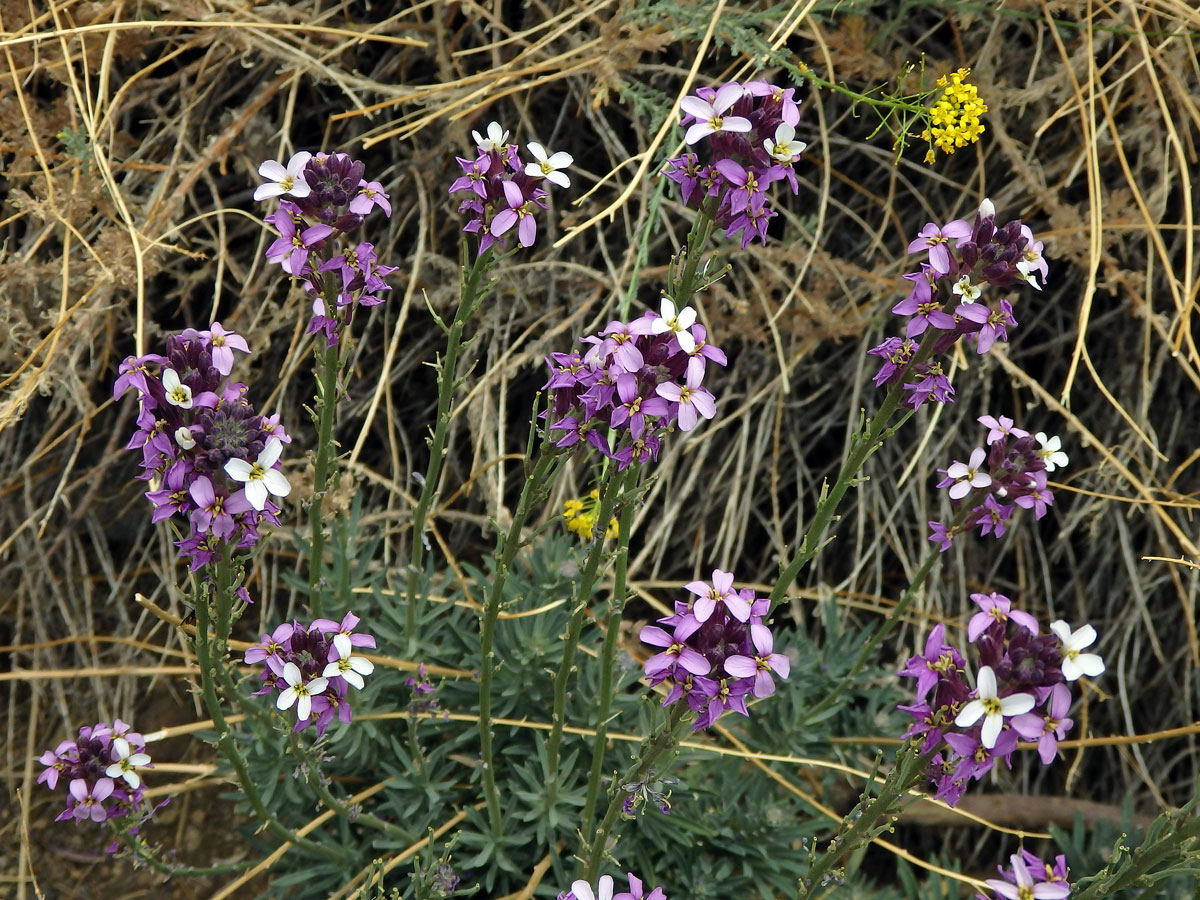 Trýzel (Erysimum scoparium (Willd.) Wettst.)