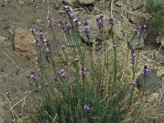 Trýzel (Erysimum scoparium (Willd.) Wettst.)