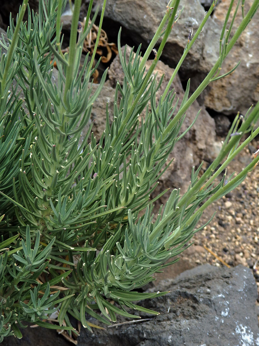 Trýzel (Erysimum scoparium (Willd.) Wettst.)