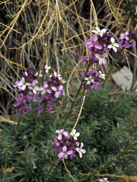 Trýzel (Erysimum scoparium (Willd.) Wettst.)