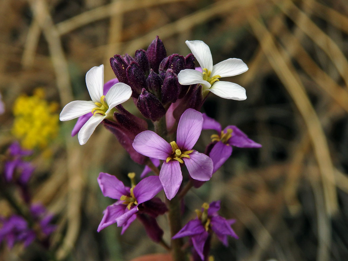 Trýzel (Erysimum scoparium (Willd.) Wettst.)