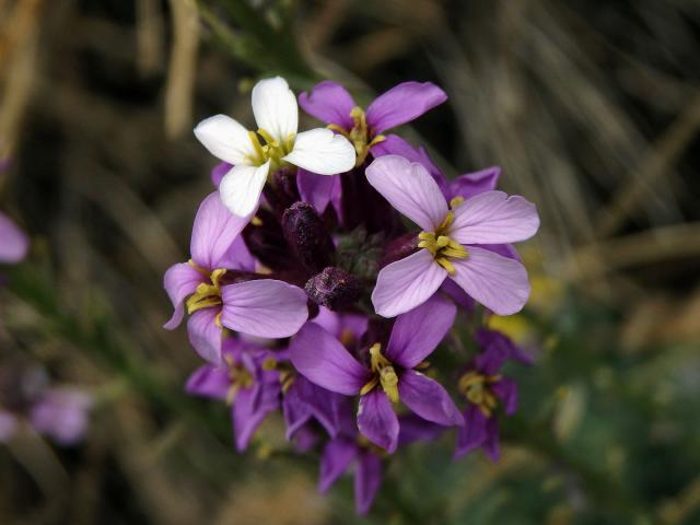 Trýzel (Erysimum scoparium (Willd.) Wettst.)