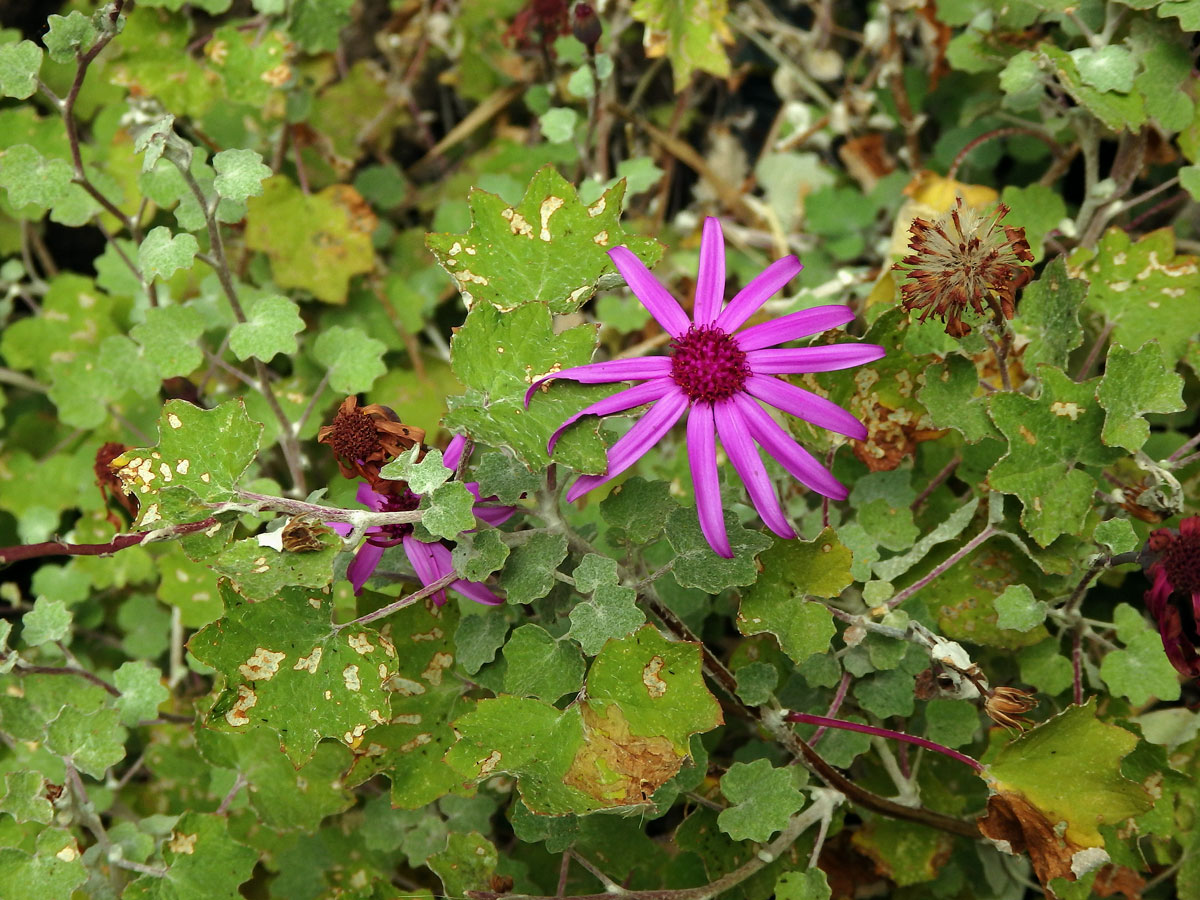 Pericallis lanata (L'Hér.) B. Nord.