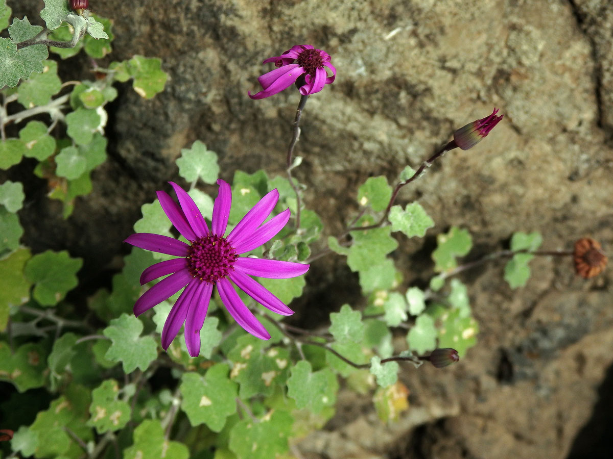 Pericallis lanata (L'Hér.) B. Nord.