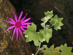 Pericallis lanata (L'Hér.) B. Nord.