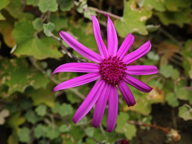 Pericallis lanata (L'Hér.) B. Nord.